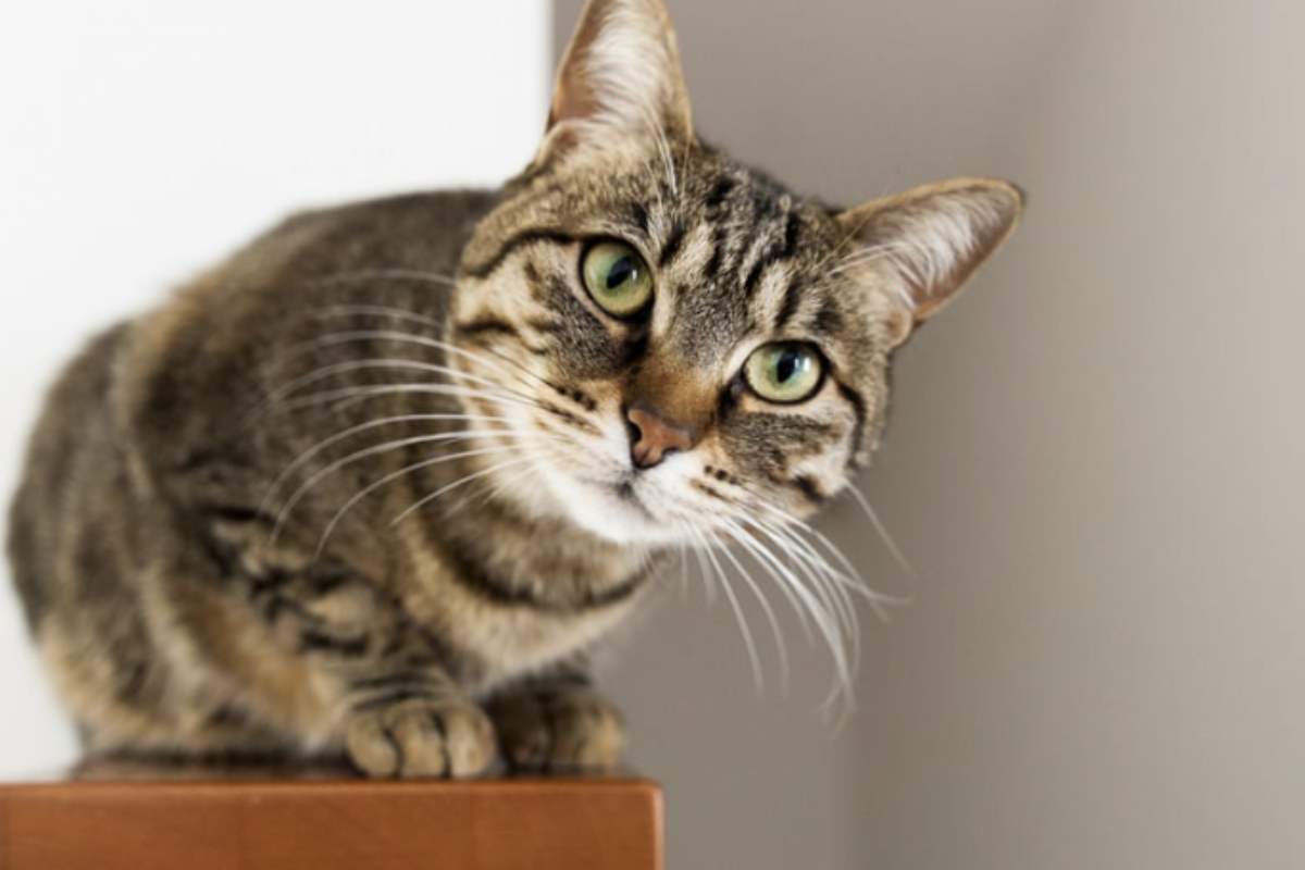 Gatto Originario del Canada e riconosciuto ufficialmente come razza negli anni ’70, il Canadian Sphynx è il gatto glabro per eccellenza.
